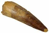 Fossil Spinosaurus Tooth - Real Dinosaur Tooth #329627-1